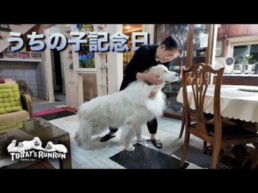 【うちの子記念日】ルンルン家に来て11年が経ったアランです　Great Pyrenees　グレートピレニーズ