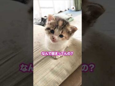 なんでかしげてるの？｜PECO