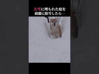 柴犬はテンションMAX！除雪された道に大はしゃぎｗｗｗ #shibainu #大雪 #癒し