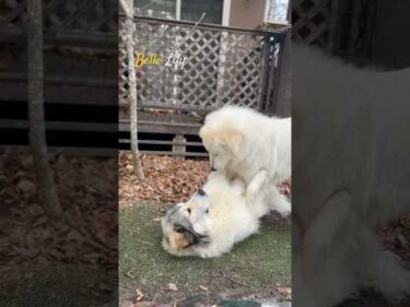 Belle Lily #greatpyrenees #todaysrunrun #グレートピレニーズ #今日のルンルン