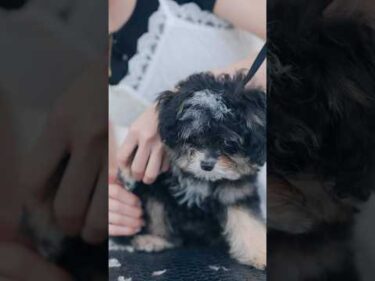 大変身！眉毛が可愛いチワプーの初トリミング✂️#子犬 #犬のいる暮らし #癒し #チワプー