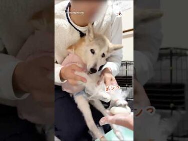 餅つきに参加する17歳の柴犬｜PECO
