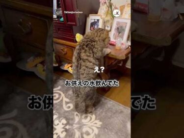 お供えの水が好き｜PECO