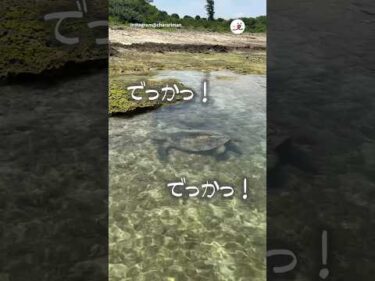 海の真実を知ってそう｜PECO