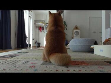 背中でガッツリ抗議してくる柴犬、この状況で声をかけると‥