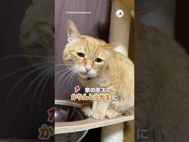 激おこのかりんとう先生｜PECO