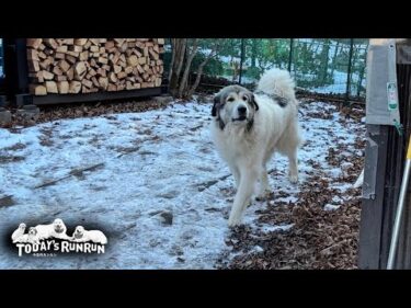 散歩の順番待ち中は置いていかれたかも…と不安になってしまうベルです　Great Pyrenees　グレートピレニーズ