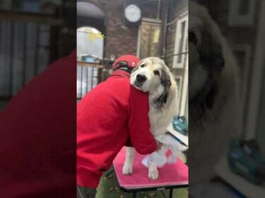 Belle ベル #greatpyrenees #todaysrunrun #グレートピレニーズ #今日のルンルン