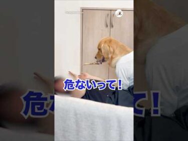 鹿の骨で脅されるパパ｜PECO