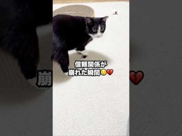 信頼関係が崩れた瞬間😢💔｜PECO