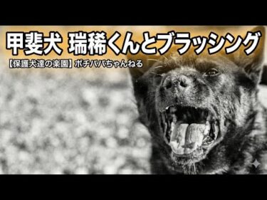 【甲斐犬】瑞稀くんの現在と噛み犬との付き合い方