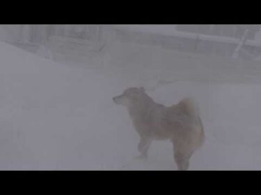 吹雪が凄くて庭で遭難しそうになりました