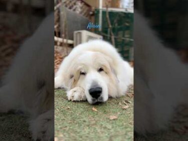 Alain アラン #greatpyrenees #todaysrunrun #グレートピレニーズ #今日のルンルン