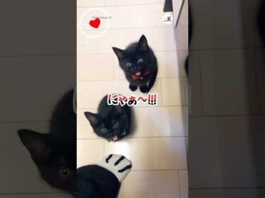 ご飯の追加催促してきた！｜PECO