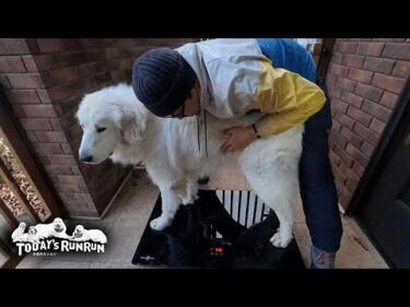 41.6kg！ほぼほぼベルの体重に追いついたリリーです　Great Pyrenees　グレートピレニーズ