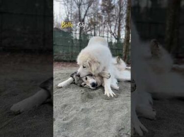 Belle Lily #greatpyrenees #todaysrunrun #グレートピレニーズ #今日のルンルン