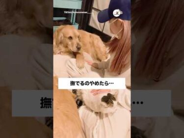 かまって！！｜PECO