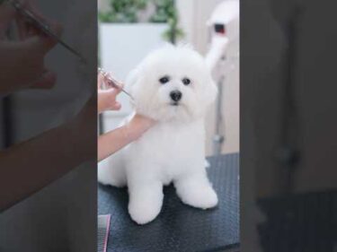 あなたのお耳はどこですか？ #子犬 #犬のいる暮らし #癒し #ビションフリーゼ