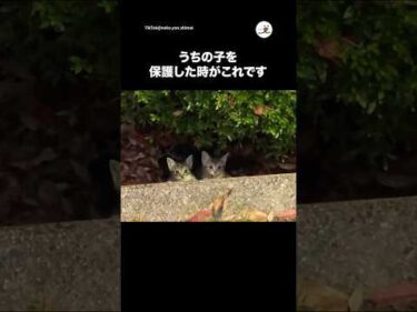 保護した時の動画です🐈｜PECO
