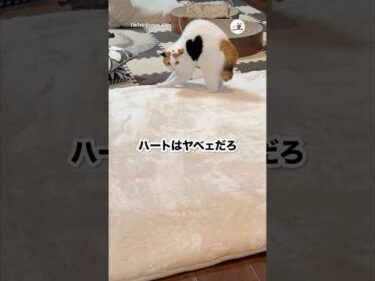 ケンカではなく❤️上等な猫｜PECO