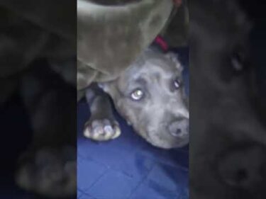 スパーピットブルぴーちゃん降臨！