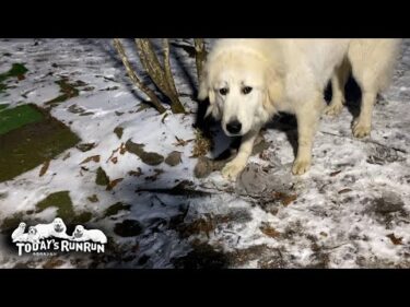 冬の味覚！凍った水飲み場の氷をガリガリ食べるベルとリリーです　Great Pyrenees　グレートピレニーズ