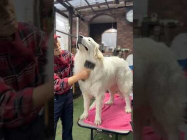 Lily リリー #greatpyrenees #todaysrunrun #グレートピレニーズ #今日のルンルン