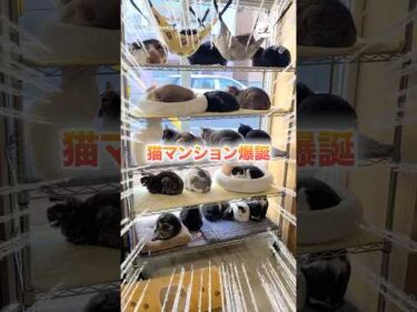 猫マンション🏙️｜PECO