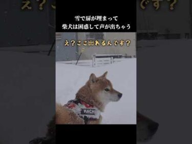柴犬は散歩に行きたい！でも大雪で扉が…💦 #shibainu #犬のいる暮らし #癒し