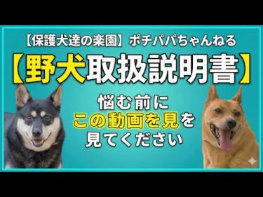 【もう一人で悩まないでください】野犬を「最高のパートナー」に変える魔法の距離感