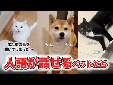 【人化】本当は話せるペットたち！？｜PECO