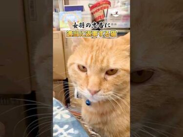 適当に返事する猫｜PECO