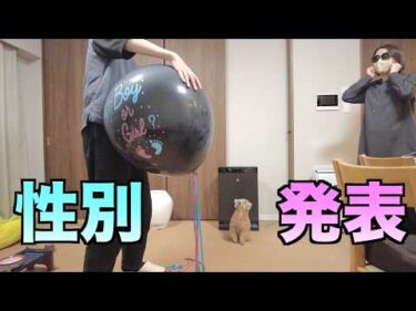 【パパにサプライズ】ついにお腹の赤ちゃんの性別が判明しました！