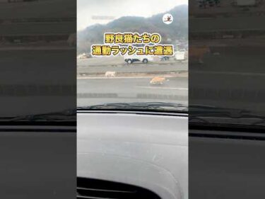 野良猫たちの通勤ラッシュに遭遇｜PECO