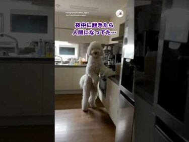 夜中に起きたら人間になってた…｜PECO　@bonbonagain