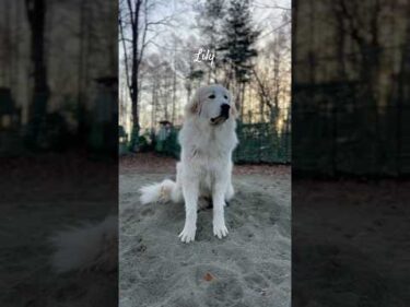 Lily リリー #greatpyrenees #todaysrunrun #グレートピレニーズ #今日のルンルン