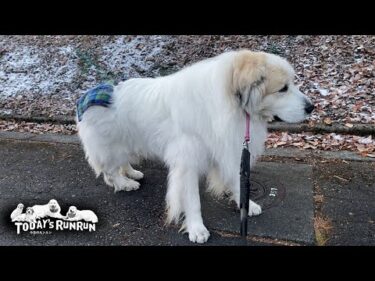 腰巻をリニューアルし血行促進待ったなしのアランです　Great Pyrenees　グレートピレニーズ