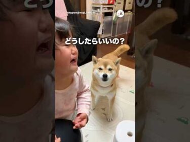 困る犬｜PECO