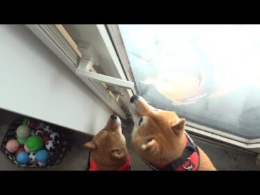 落雪で庭に出られない朝、柴犬たちは…