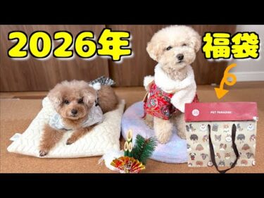 2026ペットパラダイスの福袋を開封したら愛犬達が大暴れｗ