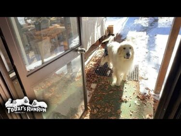 犬舎待機を警戒するもオヤツの誘惑に負けたアランとベルとリリーです　Great Pyrenees　グレートピレニーズ