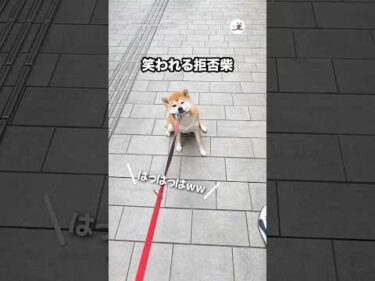 笑われる拒否柴｜PECO