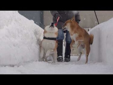 誰よりも破天荒な実家の柴犬がきた瞬間が、これ。