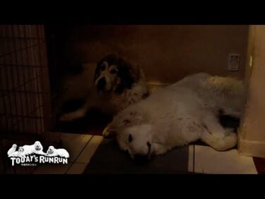 仲が良すぎていつも一緒のベルとリリーです　Great Pyrenees　グレートピレニーズ