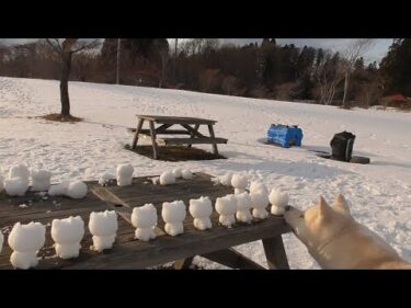 【秋田犬ゆうき】天気が良かったのでドライブがてらクマのいない公園で思い切り走り回って来ました【akita dog】