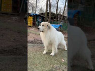 Alain アラン #greatpyrenees #todaysrunrun #グレートピレニーズ #今日のルンルン