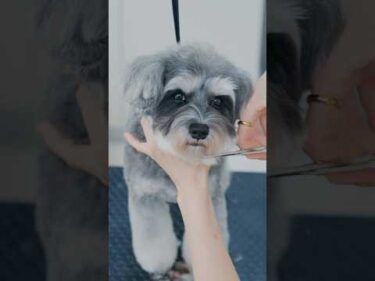 可愛すぎるお顔のシュナウザーをヘアカットしたら✂️ #子犬 #犬のいる暮らし #癒し #ミニチュアシュナウザー