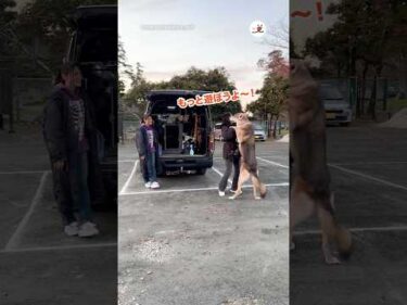 大きな子供みたいに駄々こねるウルフドッグ｜PECO