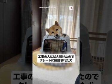 反省の顔？｜PECO