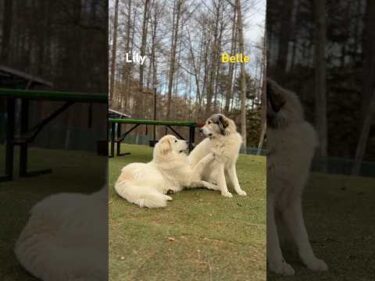 Belle Lily  #greatpyrenees #todaysrunrun #グレートピレニーズ #今日のルンルン